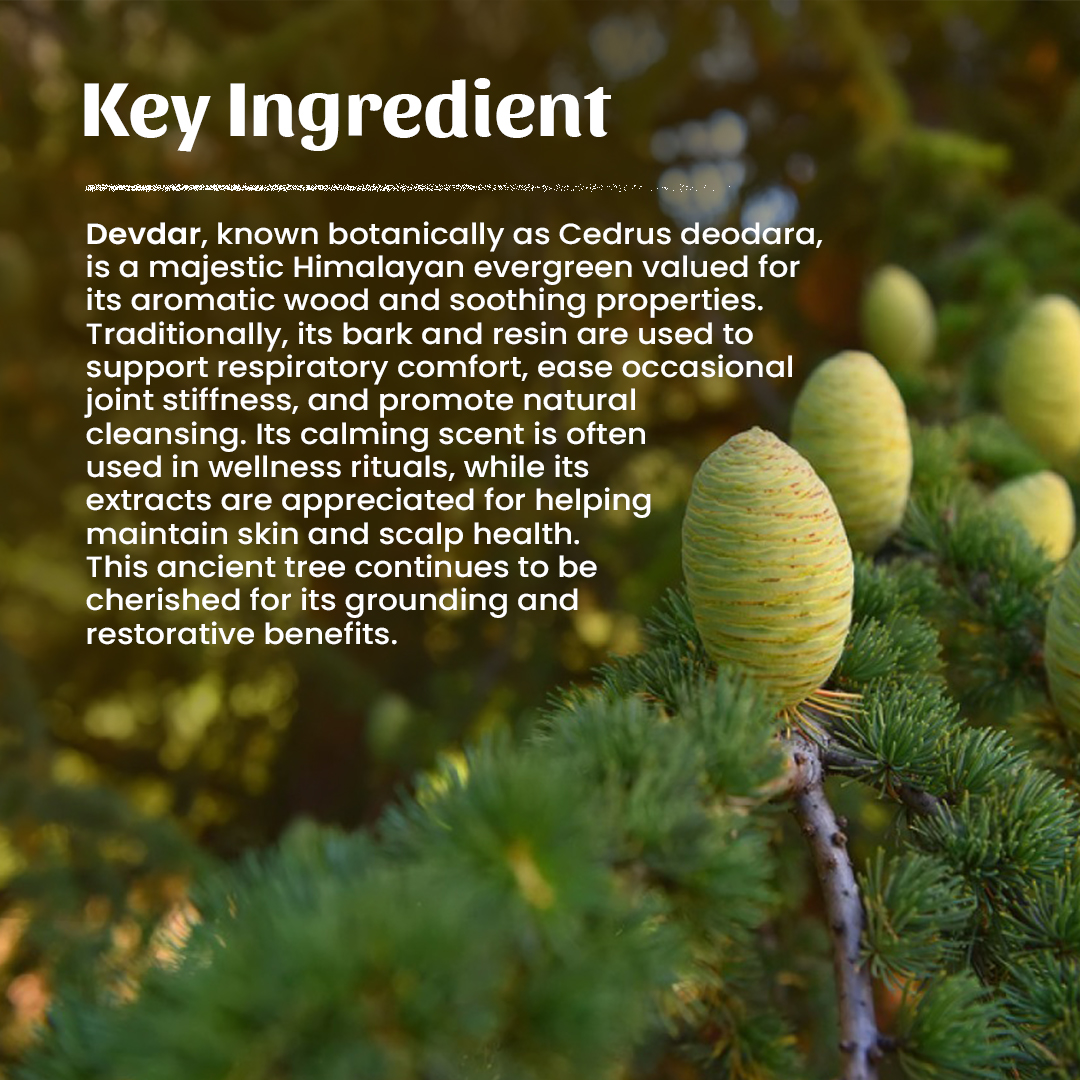 4 Devdar Powder Ingredient