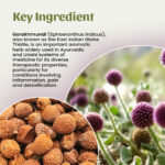 1 Gorakhmundi Powder Mockup