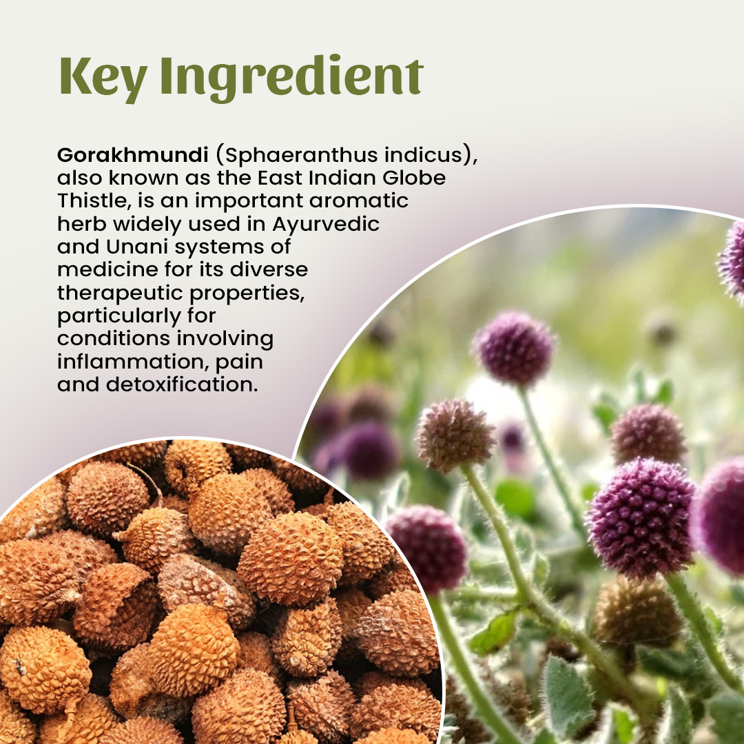 4 Gorakhmundi Powder Ingredient