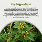 1 Gurmar leaves Powder Mockup