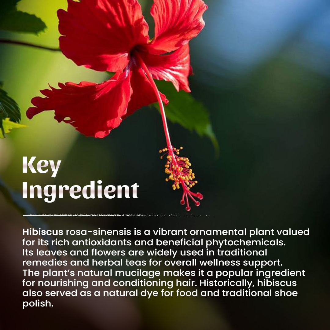 4 Jasud (hibiscus) Powder Ingredient