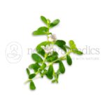 Brahmi